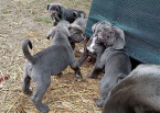 Pinče, bradáče, molosoidy a švajčiarske salašnícke psy, CANE CORSO