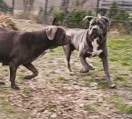 Pinče, bradáče, molosoidy a švajčiarske salašnícke psy, CANE CORSO