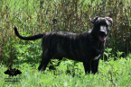 Pinče, bradáče, molosoidy a švajčiarske salašnícke psy, CANE CORSO