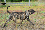 Pinče, bradáče, molosoidy a švajčiarske salašnícke psy, CANE CORSO