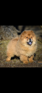 , Chow chow puppys for sale 