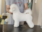 , Bichon Frise (Curly Bichons), špičkové šteniatka 