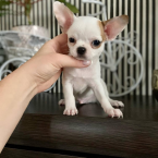 , Rozkošné šteniatka Chihuahua