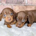 Jazvečíky, JAZVEČÍK TRPASLIČÍ HLADKOSRSTÝ