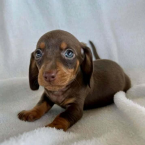 Jazvečíky, JAZVEČÍK TRPASLIČÍ HLADKOSRSTÝ