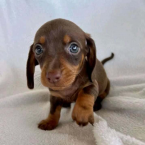 Jazvečíky, JAZVEČÍK TRPASLIČÍ HLADKOSRSTÝ