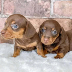 , Hladkosrstý jazvečík