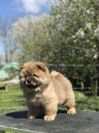 , Chow Chow puppies for sale!