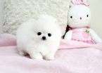 , Predám šteniatka nemecký špic trpasličí (pomeranian)