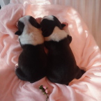 , Boston Terrier,Bostonský teriér