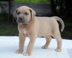 Pinče, bradáče, molosoidy a švajčiarske salašnícke psy, CANE CORSO