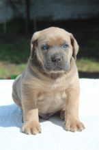 Pinče, bradáče, molosoidy a švajčiarske salašnícke psy, CANE CORSO