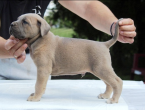 Pinče, bradáče, molosoidy a švajčiarske salašnícke psy, CANE CORSO