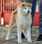 Špice a primitívne typy, AKITA INU
