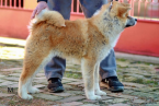 Špice a primitívne typy, AKITA INU