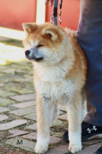 , Akita Inu 