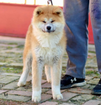 Špice a primitívne typy, AKITA INU