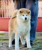 Špice a primitívne typy, AKITA INU