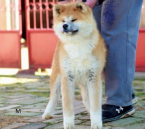 Špice a primitívne typy, AKITA INU