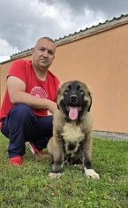 Pinče, bradáče, molosoidy a švajčiarske salašnícke psy, KAUKAZSKÝ OVČIAK