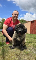 Pinče, bradáče, molosoidy a švajčiarske salašnícke psy, KAUKAZSKÝ OVČIAK
