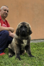 , Šteniatka kaukazského ovčiaka 