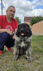 Pinče, bradáče, molosoidy a švajčiarske salašnícke psy, KAUKAZSKÝ OVČIAK