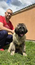 Pinče, bradáče, molosoidy a švajčiarske salašnícke psy, KAUKAZSKÝ OVČIAK
