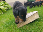 Ovčiaky a pastierske psy, BEAUCERON