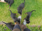 Ovčiaky a pastierske psy, BEAUCERON