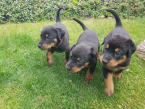 Ovčiaky a pastierske psy, BEAUCERON