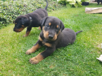 , Šteniatka plemena Beauceron (Berger de Beauce)