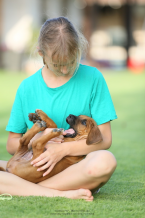 Duriče, farbiare a príbuzné plemená, RODÉZSKY RIDGEBACK