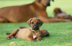 Duriče, farbiare a príbuzné plemená, RODÉZSKY RIDGEBACK