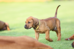 Duriče, farbiare a príbuzné plemená, RODÉZSKY RIDGEBACK