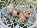 , Šteniatka Maltipoo 