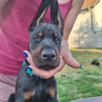 , Šteniatka dobermana, dvaja čierni psíkovia 