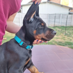 Pinče, bradáče, molosoidy a švajčiarske salašnícke psy, DOBERMAN