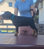 Pinče, bradáče, molosoidy a švajčiarske salašnícke psy, DOBERMAN