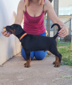 Pinče, bradáče, molosoidy a švajčiarske salašnícke psy, DOBERMAN