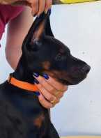 Pinče, bradáče, molosoidy a švajčiarske salašnícke psy, DOBERMAN