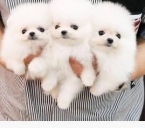 , Čistokrvné šteniatka pomeraniana