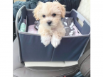 , Sladké šteniatka Maltipoo z domáceho chovu