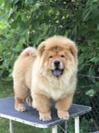 , Chow Chow puppies for sale!