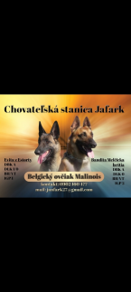 , Belgický ovčiak malinois 