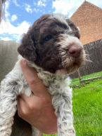 Retrívre, sliediče a vodné psy, LAGOTTO