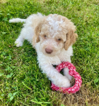 , LAGOTTO ROMAGNOLO S PP