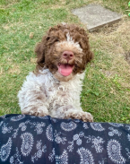 Retrívre, sliediče a vodné psy, LAGOTTO