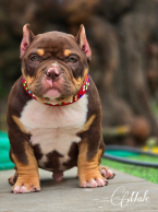 , American Bully