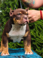 Neuznané plemená a krížence, AMERICKÝ PITBUL TERIÉR